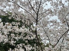 -香雪海