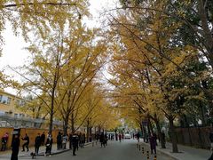 景点-三里屯东五街银杏大道
