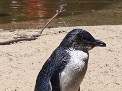 -费瑟代尔野生动物园