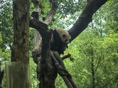 -都江堰中华大熊猫苑
