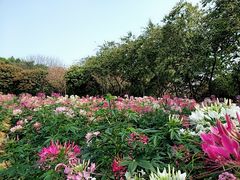 -松山湖梦幻百花洲