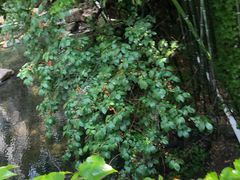 -老张烤羊(王哥庄店)