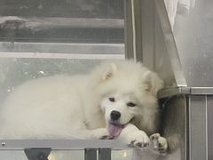 -久久宠物(河东万达店)