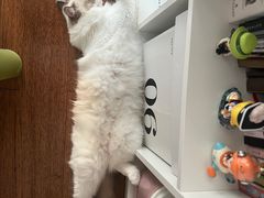 -伟伟宠物医院·瑞派猫友好医院·猫科(光谷店)