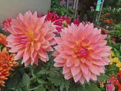 -武汉花鸟市场