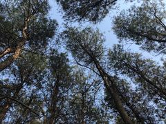 -铁山坪森林公园