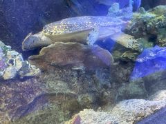 -太平洋海底世界