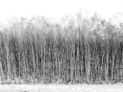 -塞罕坝国家级自然保护区