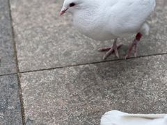 -王府井奥莱棋盘山小镇