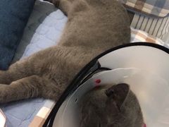 -伟伟宠物医院·CT影像中心·瑞派犬猫综合性门诊(汉口总院)