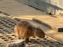 -合肥野生动物园