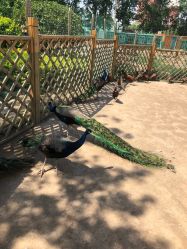 -萌宠亲子动物乐园(槐房万达店)