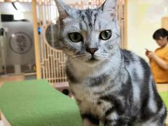 -猫和宫(六道口店)