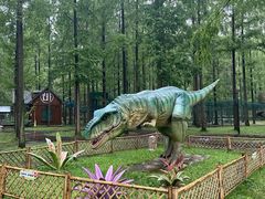 -黄海国家森林公园