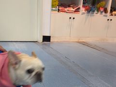 -特一安24小时宠物医院·骨科·中兽医