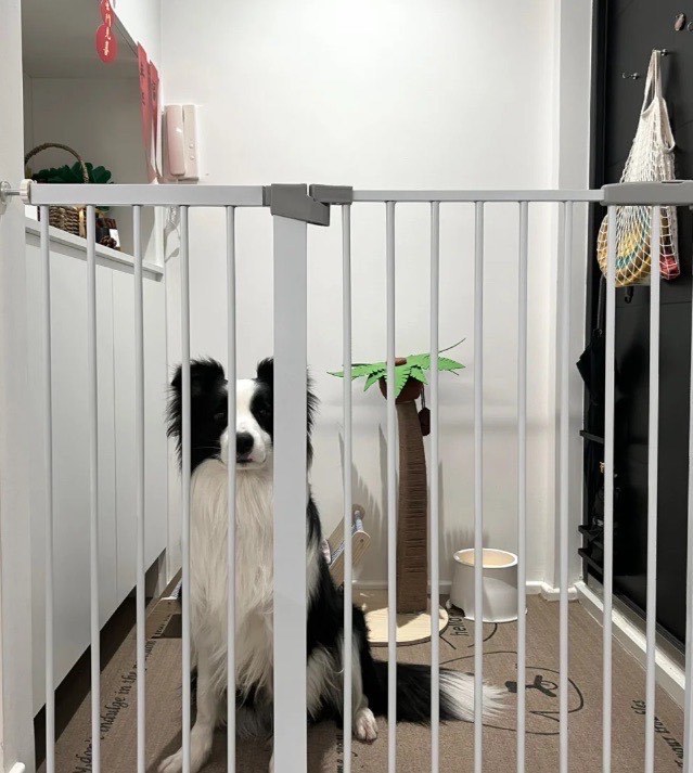 梦回友人宅,宠物笼中的温馨与自由之梦 梦回友人宅,宠物笼中的温馨与自由之梦