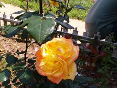 -武汉紫薇都市田园