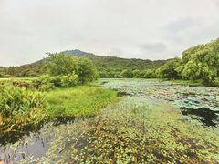 -八卦田遗址公园