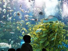 -芜湖新华联大白鲸海洋公园