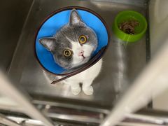 -佳雯宠物医院(四明中路分院)