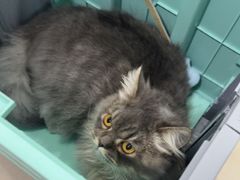 -佳雯宠物医院·皮肤科·内外科(春晓路分院)