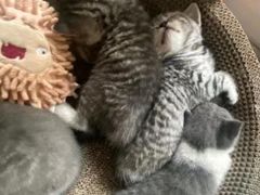 -瑞派动物医院·绝育·犬猫全科·预防医学(光景江南中店)