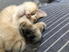 -猫大福·Fortune Cat猫舍(百子湾店)