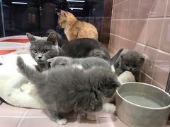 -FAELING PETS美天灵宠物(富力广场店)