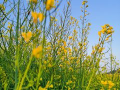 -光明小镇欢乐田园