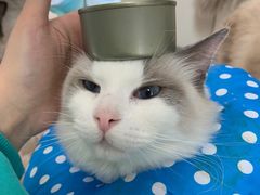 -喵喵咪呀布偶猫咖(春熙路店)