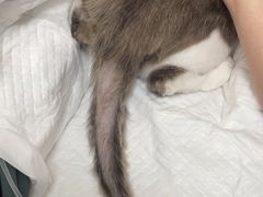 -北京观赏动物医院·24小时大型综合·猫专科·异宠专科