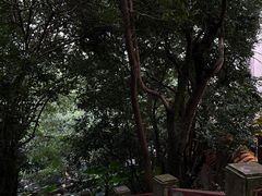 -深圳仙湖植物园