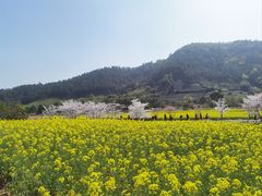 -径山花海