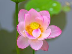 -莲湖公园