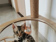 -瑞派康怡24h宠物医院·犬猫医疗中心·微创绝育(瑞景分院)