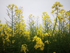 -紫颐香薰山谷景区