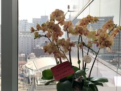 -上海想实律师事务所