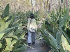 -合肥滨湖国家森林公园