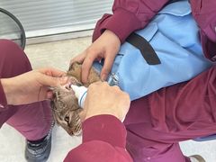 -瑞派福兴宠物医院犬猫全科·骨科·中西医结合(河东店)