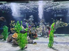 -秦皇岛乐岛海洋王国