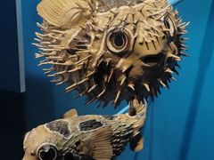 -美国自然历史博物馆