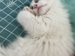 -猫猫幼稚园·撸猫·桌游·电玩