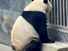 -中国大熊猫保护研究中心雅安碧峰峡基地