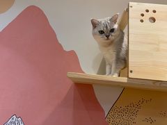-滚猫咖啡·猫咖·猫友好撸猫(未来城店)