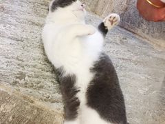 -猫咪博物馆(顶澳仔猫街店)