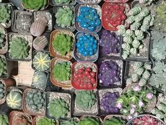 -循礼门鲜花花市(武汉循礼门店)