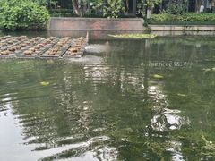 -西湖游船