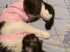-瑞派天宁宠物医院·猫科·异宠中心