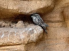 -新加坡飞禽公园