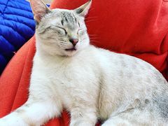 -藏猫猫咖啡主题馆(中央大道店)